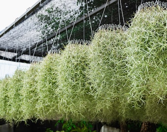 Spanish Moss - Live Spanish Moss Tillandsia Usneoides Hanging Air Plant Live Peruvian Moss Tillandsia Plant Plants Airplants Tillandsia