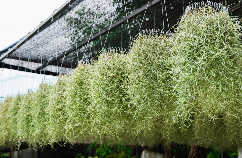 Spanish Moss Live Spanish Moss Tillandsia Usneoides Hanging Etsy