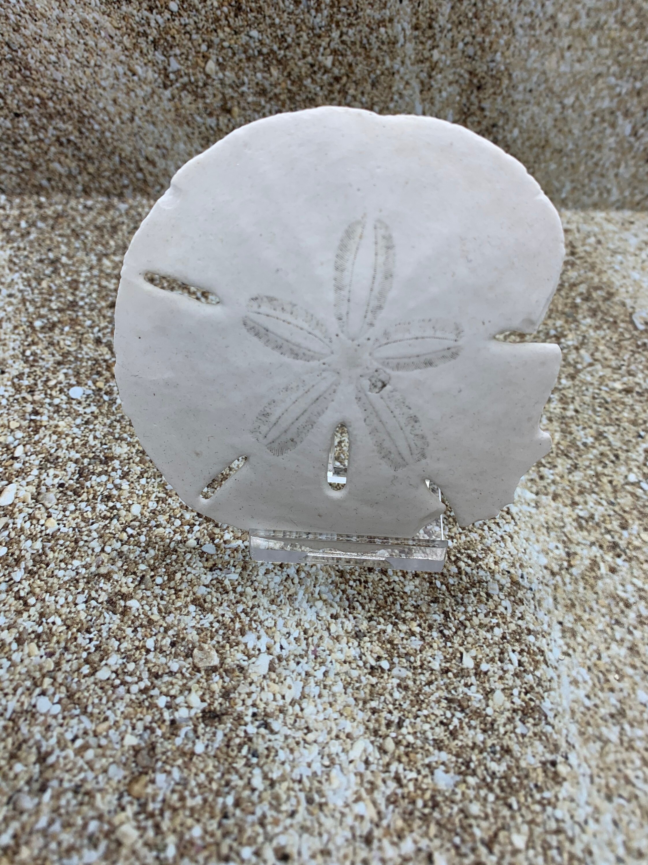 Small Shell Stand Plastic Easel - Stands for Sea Shells - Stand for Sand Dollars ...
