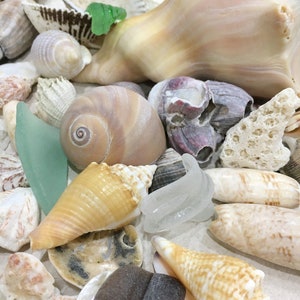May include: A collection of seashells in various shapes, sizes, and colors, including white, brown, and pink. Some shells have a smooth texture, while others have a rough texture. There are also pieces of sea glass in the image.