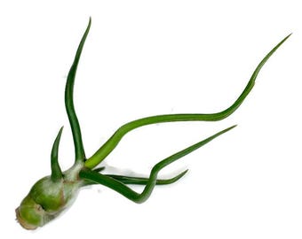 Bulbosa Air Plant, Tillandsia Air Plant, Guatemala Air Plant, Air Plants, Wedding Decor, Plants, Airplants, Bulk, Tillandsia, Terrarium