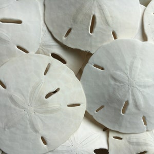 Florida Sand Dollars 2&quot;-3&quot; - Sand Dollar - Craft Supply - Beach Wedding Favors - Wedding Decor - Bulk - Seashell - Gift
