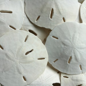 Sand Dollar | Real Sand Dollars 3 inch-3 1/2 inch (Set of 3) | Sand Dollar Shells | Nautical Crush Trading TM