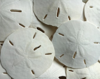 Florida Sand Dollars 2"-3" - Sand Dollar - Craft Supply - Beach Wedding Favors - Wedding Decor - Bulk - Seashell - Gift