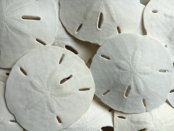Florida Sand Dollars 2"-3" - Sand Dollar - Craft Supply - Beach Wedding Favors - Wedding Decor - Bulk - Seashell - Gift