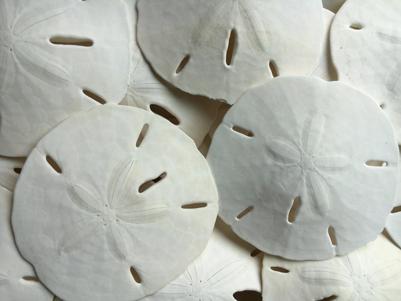 May include: A close-up of a pile of white sand dollars. The sand dollars are smooth and have a star-shaped pattern in the center.