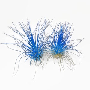 Buy 1 Get 1 FREE Blue THIN Argentina Air Plant Guatemala Tillandsia, Air Plant Gift, Air plants, Terrarium Plants, Enhanced Air Plants