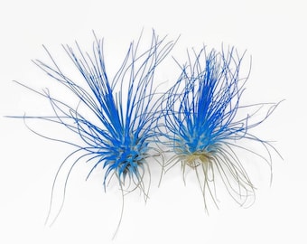 Buy 1 Get 1 FREE Blue THIN Argentina Air Plant Guatemala Tillandsia, Air Plant Gift, Air plants, Terrarium Plants, Enhanced Air Plants