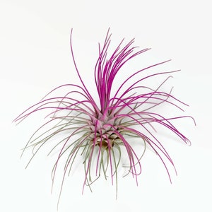 Buy 1 Get 1 FREE Pink THIN Argentina Air Plant Guatemala Tillandsia, Air Plant Gift, Air plants, Terrarium Plants, Enhanced Air Plants image 9