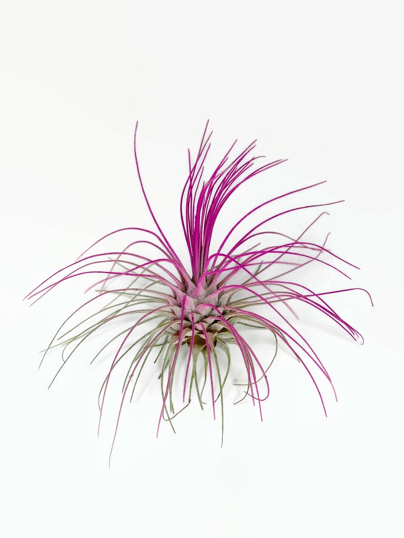 Buy 1 Get 1 FREE Pink THIN Argentina Air Plant Guatemala Tillandsia, Air Plant Gift, Air plants, Terrarium Plants, Enhanced Air Plants image 9