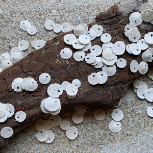 May include: A collection of white sand dollars scattered on a piece of driftwood. The sand dollars are arranged in a random pattern and some are stacked on top of each other.