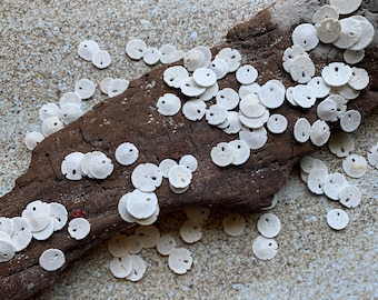 Tiny Sand Dollars 1/4 - 1/2"- Sand Dollar - Craft Supply - Beach Wedding Favors - Wedding Decor - Bulk - Seashell - Gift