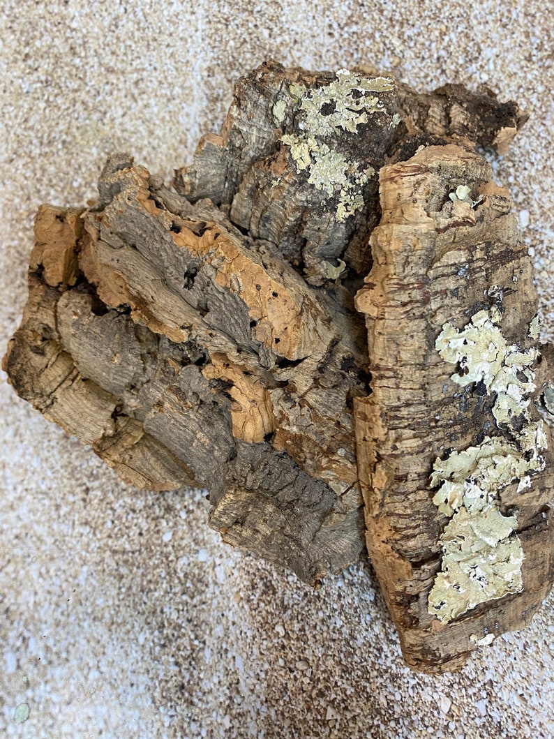 Cork Bark Air Plant Display Natural Cork Bark Great for Etsy