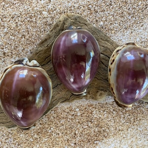 One Large Purple Top Tiger Cowrie 3 Seashell for Beach Crafts Nautical Jewelry Coastal Cottage