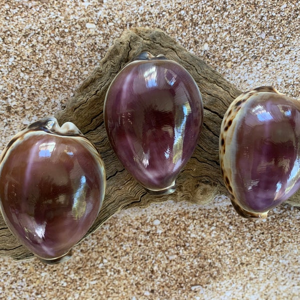 Tiger Cowrie Purple Top Seashells (Cypraea Tigris) Cowry-Seashells-Seashells for Crafting-Nautical Decor-Beach Decor- FREE SHIPPING!