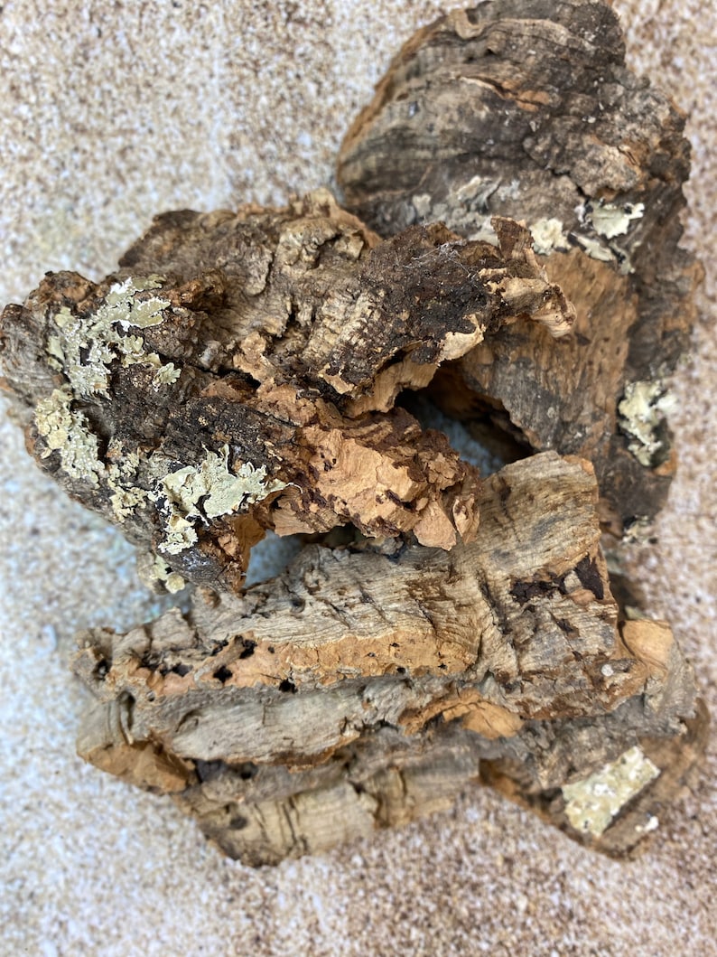 Cork Bark Air Plant Display Natural Cork Bark Great for Etsy