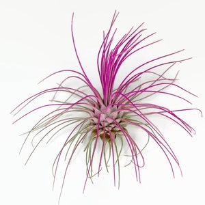 Buy 1 Get 1 FREE Pink THIN Argentina Air Plant Guatemala Tillandsia, Air Plant Gift, Air plants, Terrarium Plants, Enhanced Air Plants image 8