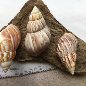 African Land Snail 2&quot;-3” - Craft Seashells - Snails -  Small Seashells - Beach Wedding Decor - Hermit - Seashells Supplies