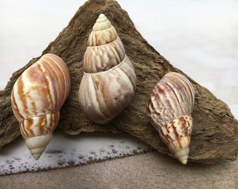 African Land Snail 2"-3” - Craft Seashells - Snails -  Small Seashells - Beach Wedding Decor - Hermit - Seashells Supplies