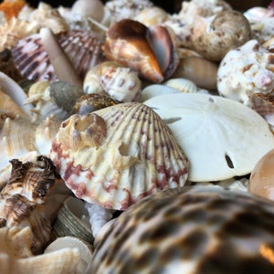 Bahama Shell Mix - Assorted Sea Shells - Sea Shells Bulk - Crafting Shells - Sea Shells Home Decor - Sea Shell Mix - Bulk Shells