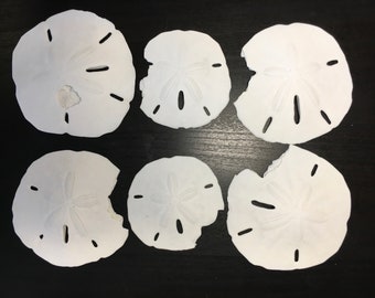 SALE - Damaged Florida Sand Dollars - 1"-2" - 10 Pieces - Craft Supplies - Beach Decor- Wedding - Sandollar - Sand Dollars - FREE SHIPPING!