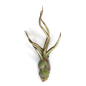 Gold Bulbosa Air Plant, Tillandsia Air Plant, Guatemala Air Plant, Air Plants, Decor, Plants, Terrarium Plant, Plant collector