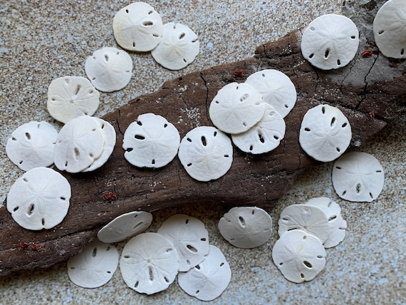 Small Sand Dollars 11.5 Sand Dollar Craft Supply Beach Wedding Favors  Wedding Decor Bulk Seashell Gift 