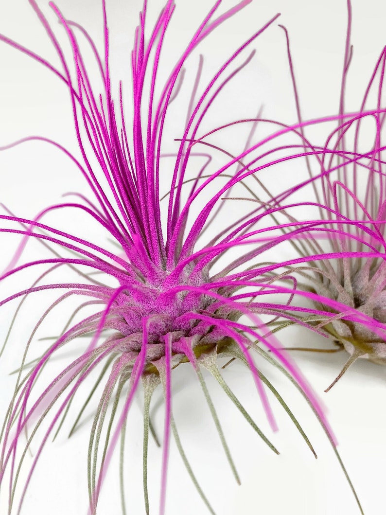 Buy 1 Get 1 FREE Pink THIN Argentina Air Plant Guatemala Tillandsia, Air Plant Gift, Air plants, Terrarium Plants, Enhanced Air Plants image 6