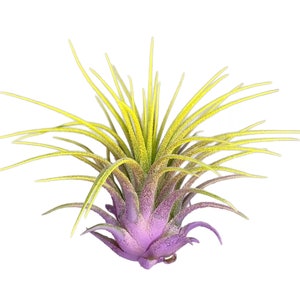 Rainbow Ionantha Guatemala Tillandsia Air Plant, Guatemala Air Plant, Air Plant, Airplant, Terrarium, Enhanced AirPlants, Yellow/Lavender