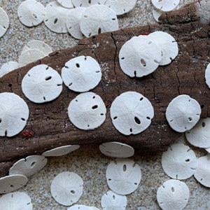 Tiny Sand Dollars 3/4&quot;-1” - Sand Dollar - Craft Supply - Beach Wedding Favors - Wedding Decor - Seashell