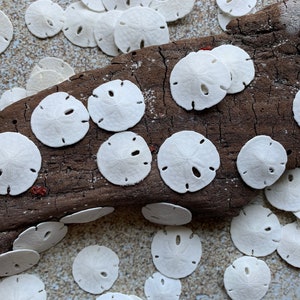 Small Sand Dollars 1/2"-1” - Sand Dollar - Craft Supply - Beach Wedding Favors - Wedding Decor - Seashell