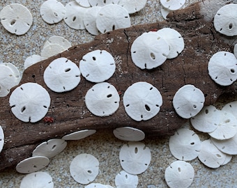 Small Sand Dollars 1/2"-1” - Sand Dollar - Craft Supply - Beach Wedding Favors - Wedding Decor - Seashell