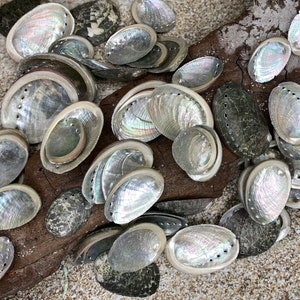 Beautiful Abalone Shells-Abalone-Crafting Abalone-Bulk-Craft Seashells-Jewelry Shells-Wedding-Mosaics-Crafting Supplies-Shell