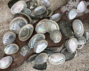 Beautiful Abalone Shells-Abalone-Crafting Abalone-Bulk-Craft Seashells-Jewelry Shells-Wedding-Mosaics-Crafting Supplies-Shell