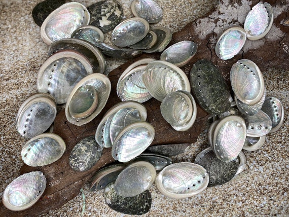 Beautiful Abalone Shells-abalone-crafting Abalone-bulk-craft  display picture 3