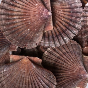 Large Mexican Flat Scallop Shells 3&quot;-4&quot; - Seashell  - Scallop Shells - Crafts - Flat Scallop - Pectin Shells - Decor - FREE SHIPPING!