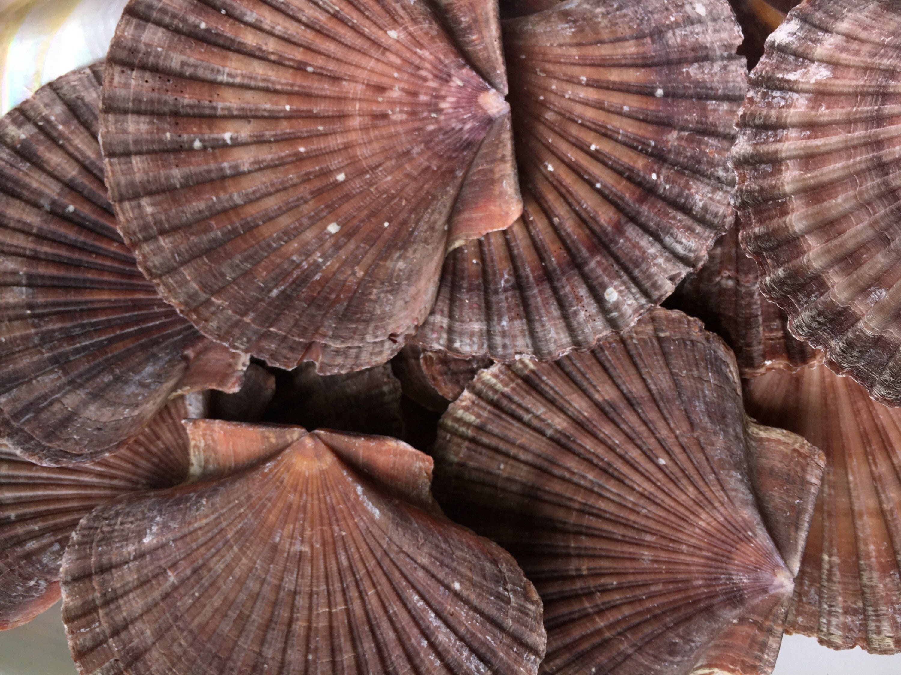 Mexican Deep Scallop Sea Shells - Pecten vogdesi