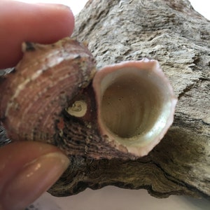 Delphinula Laciniata Shell-angaria Shells-lacinate Dolphin Shells ...