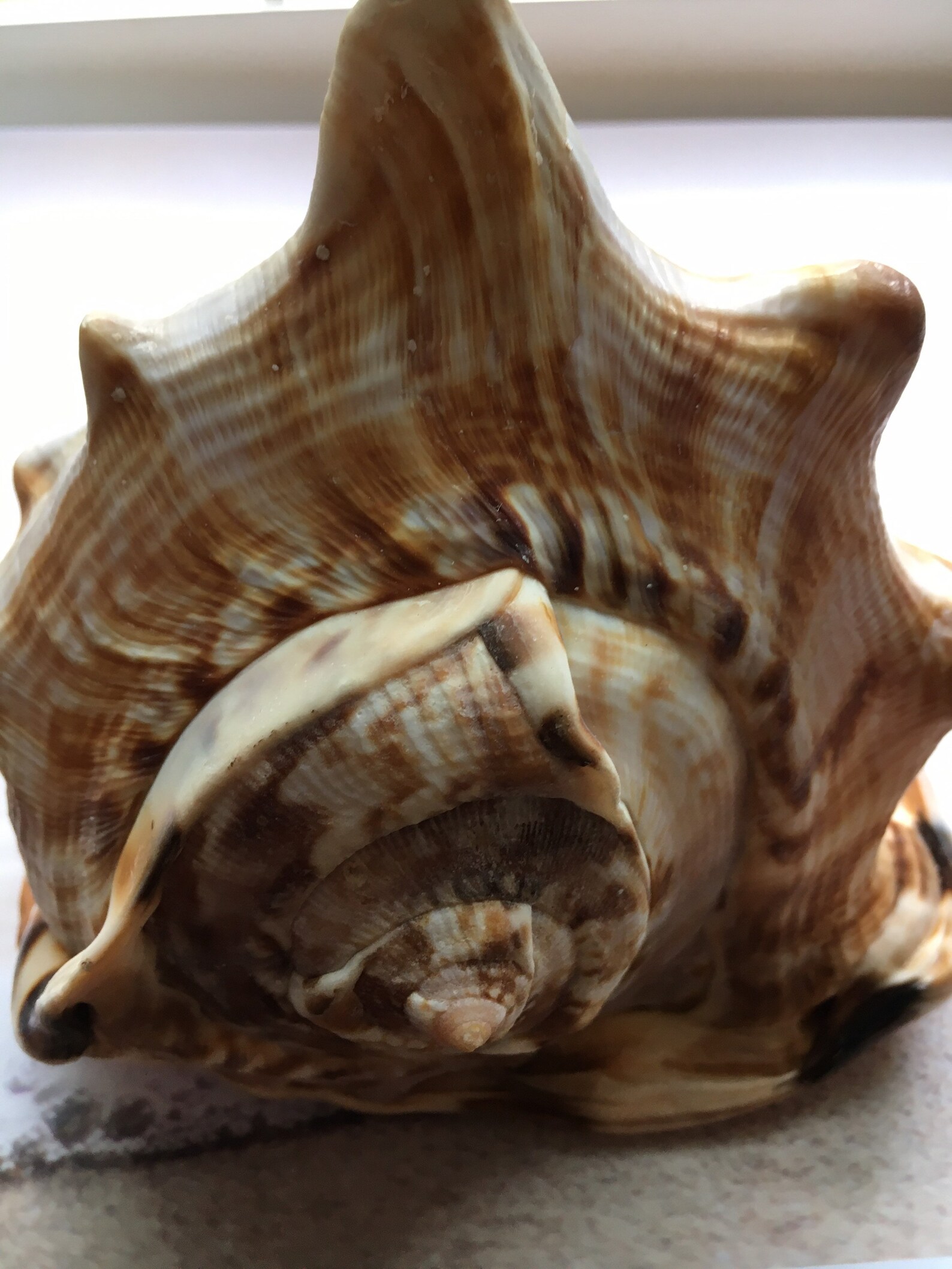 Gorgeous King Helmet Shell 55.75 Beach House Decor - Etsy