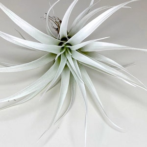 White Tillandsia Capitata Air Plant, Ionantha Air Plant, Air Plants, Beach Wedding Decor, Wedding Favor, Tillandsia, Terrarium image 4