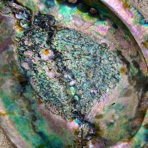 Green Abalone Rainbow Shell-Haliotis Corrugata 3.”-4" Abalone-Crafting Abalone-Bulk-Craft Seashells-Protection Shell-Smudging-FREE SHIPPING!