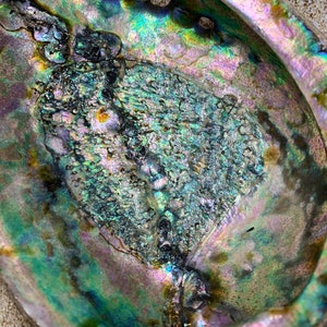 Green Abalone Rainbow Shell-Haliotis Corrugata 3.”-4&quot; Abalone-Crafting Abalone-Bulk-Craft Seashells-Protection Shell-Smudging-FREE SHIPPING!
