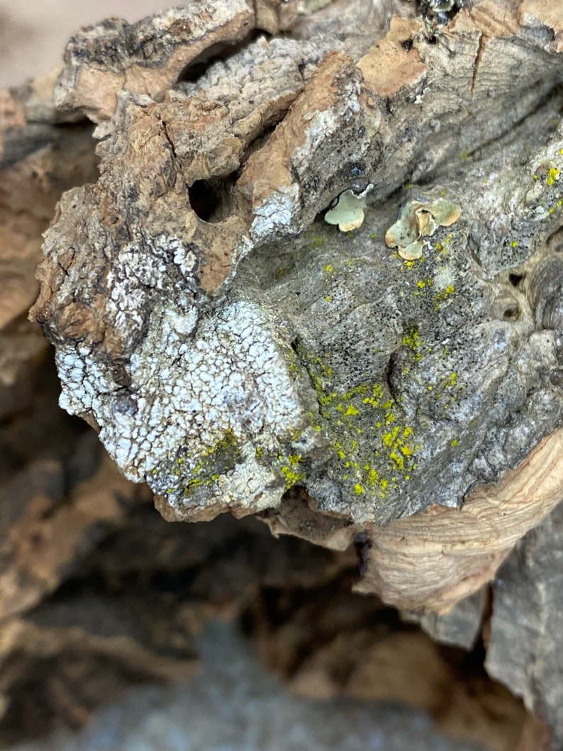 Cork Bark Air Plant Display Natural Cork Bark Great for Etsy