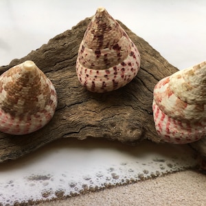 May include: Three cone-shaped seashells with pink, white, and brown markings are arranged on a piece of driftwood.