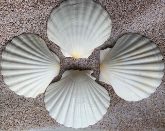 4"-5" Irish Deep Baking Scallop Shell - Seashell Supplies - Scallop Shells Crafts - Irish Baking Shells - Wedding Decor