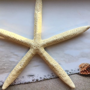 XL Pencil Starfish 7”-9” Finger Starfish - Craft Supplies - Beach Decor - Beach Wedding Decor/Favor - White Starfish - FREE SHIPPING!