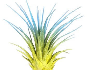 Rainbow Ionantha Guatemala Tillandsia Air Plant, Guatemala Air Plant, Air Plant, Airplant, Terrarium, Enhanced AirPlants, Blue/Yellow