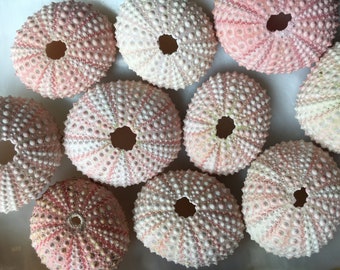 Pink Sea Urchins 1"-2" - Beach Wedding Favors - Decor - Sea Urchin - Natural Sea Shell - Wedding Decor - Pink Sea Urchin