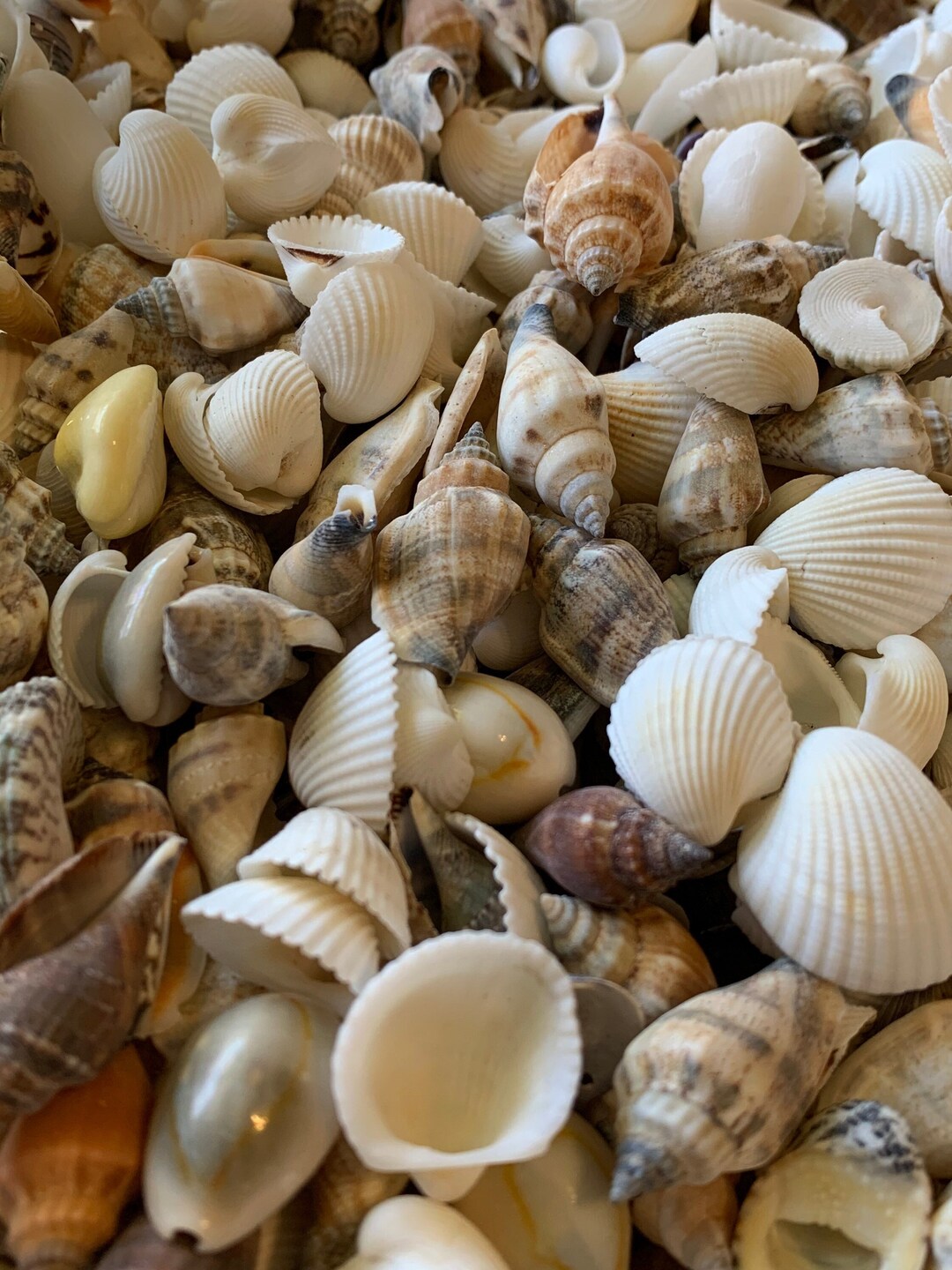 Premium Tiny Seashell Mix, Including Sea Shells, Sea Snails and Starfish  Total 300+PCS (8 Kinds), Shells for Crafts Decorating Resin and Mosaics