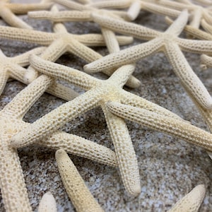 Pencil Starfish 2&quot;-4&quot; - White Finger Starfish - Craft Supplies - Beach Decor - Beach Decor - White Starfish - Star fish